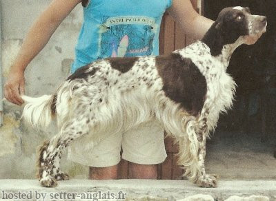 Setter Anglais TESSA DES CHIENS DE TOMARCTUS Setter Anglais TESSA DES CHIENS DE TOMARCTUS